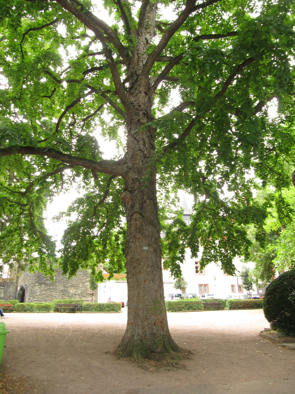 Corylus colurna - Boppard - Juli 2022