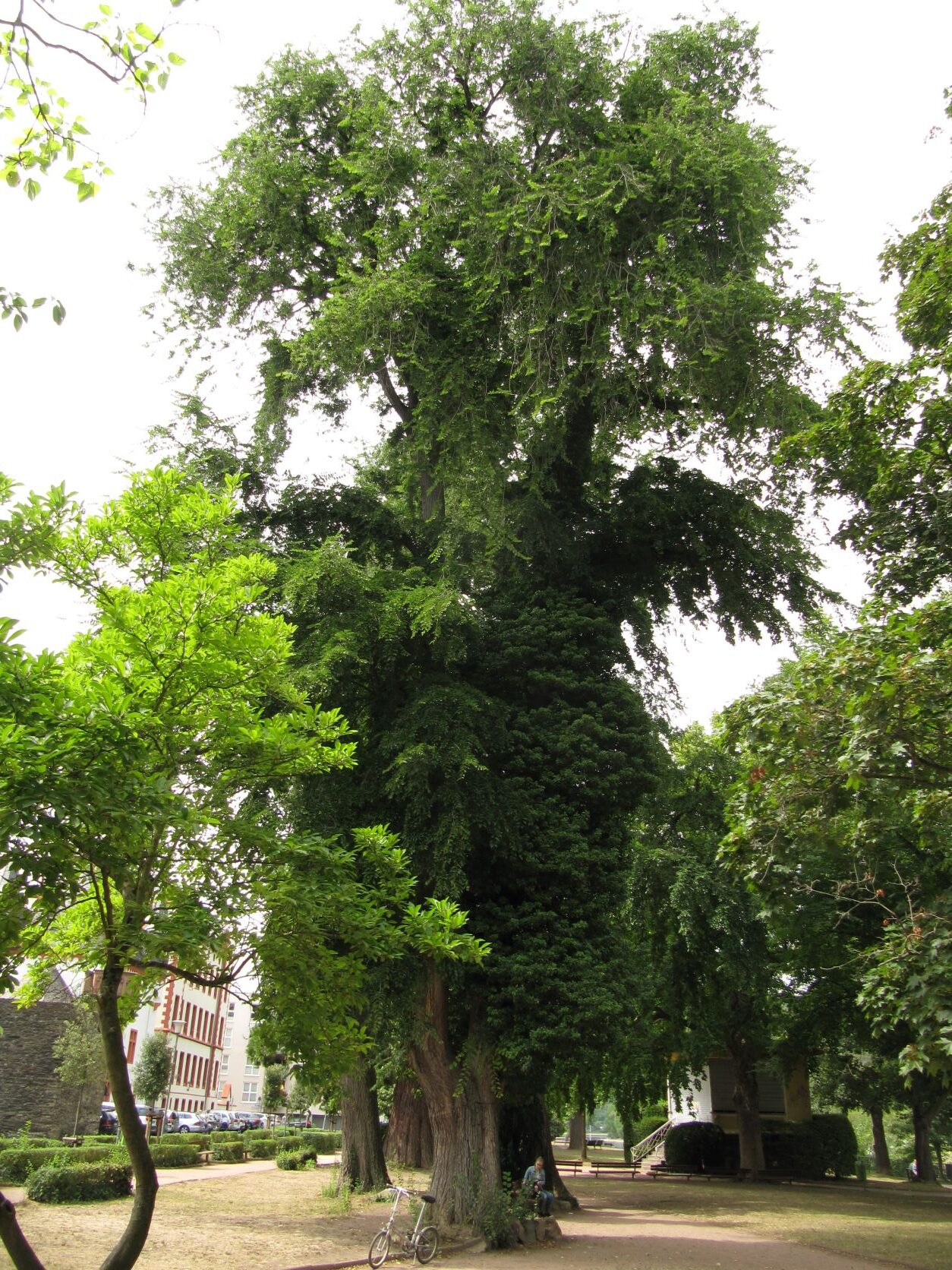 Ulmus × hollandica - Boppard - 2022