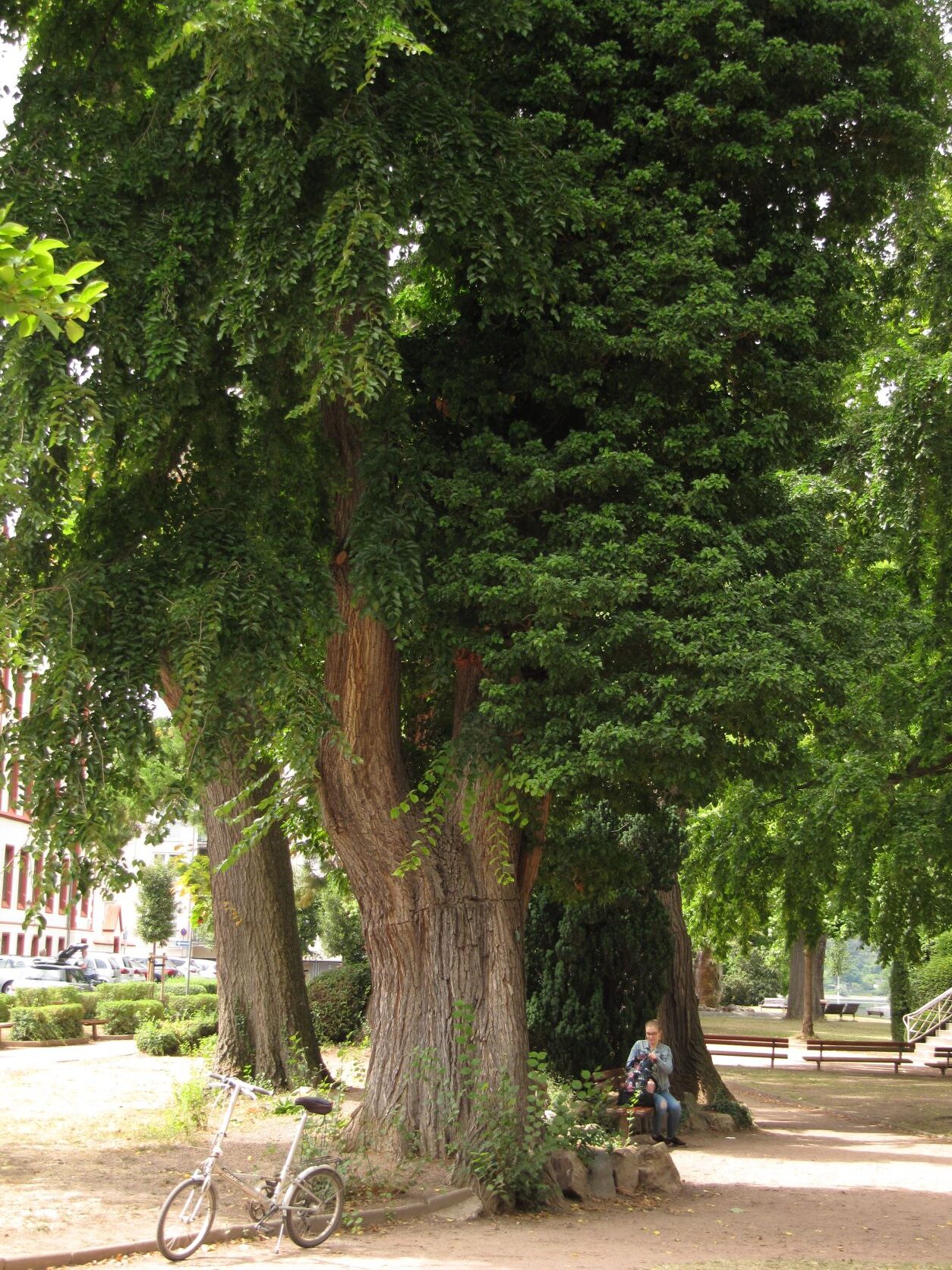 Ulmus × hollandica - Boppard - 2022