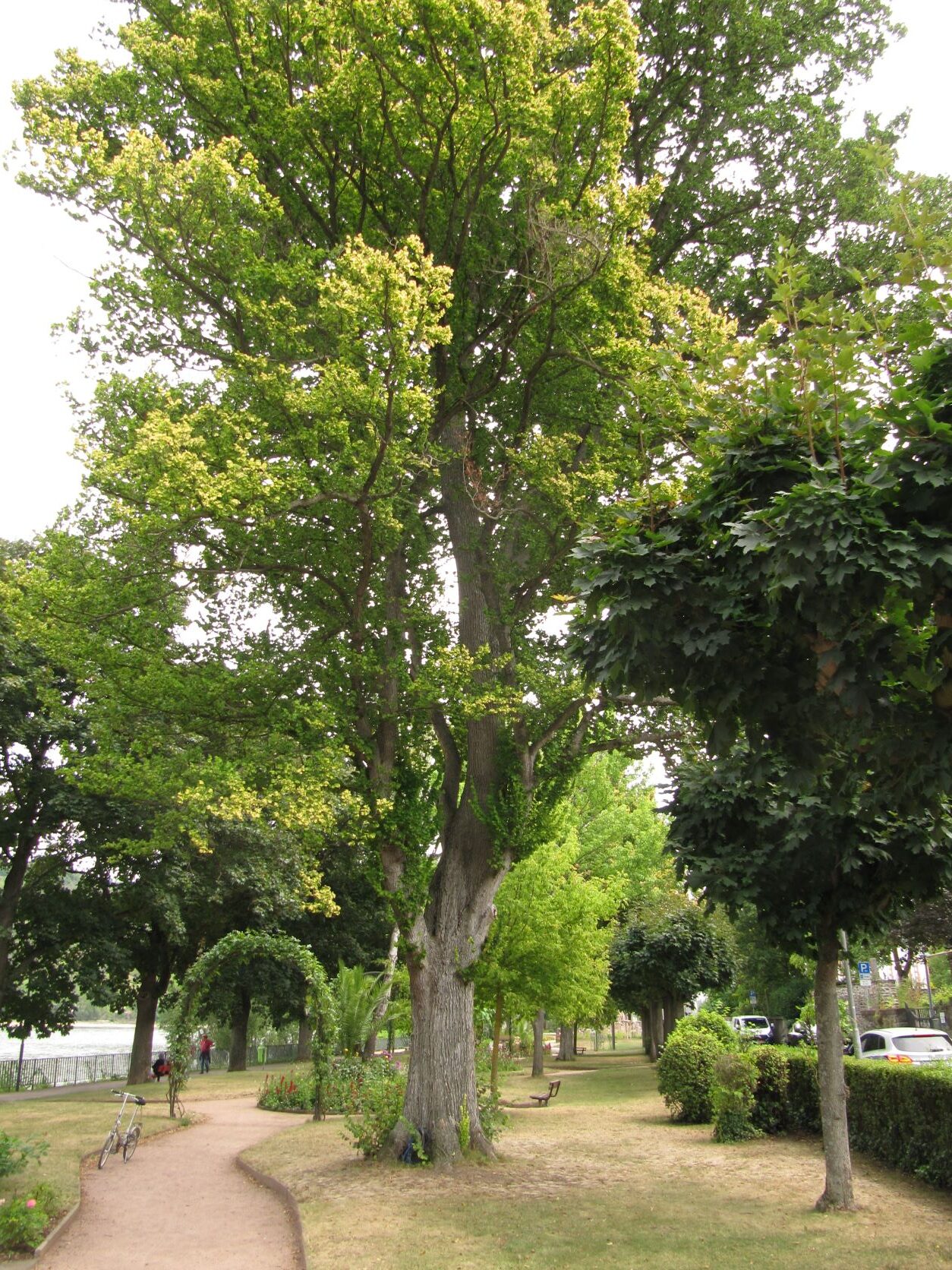 Ulmus × hollandica 'Wredei' - Boppard - 2022