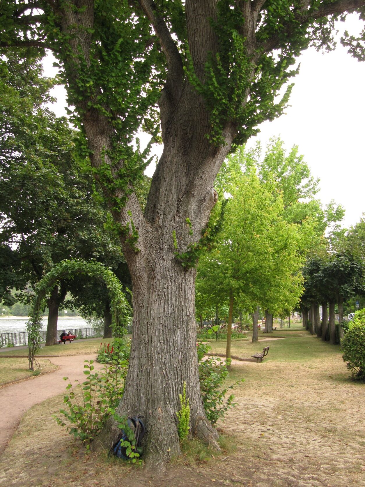 Ulmus × hollandica 'Wredei' - Boppard - 2022