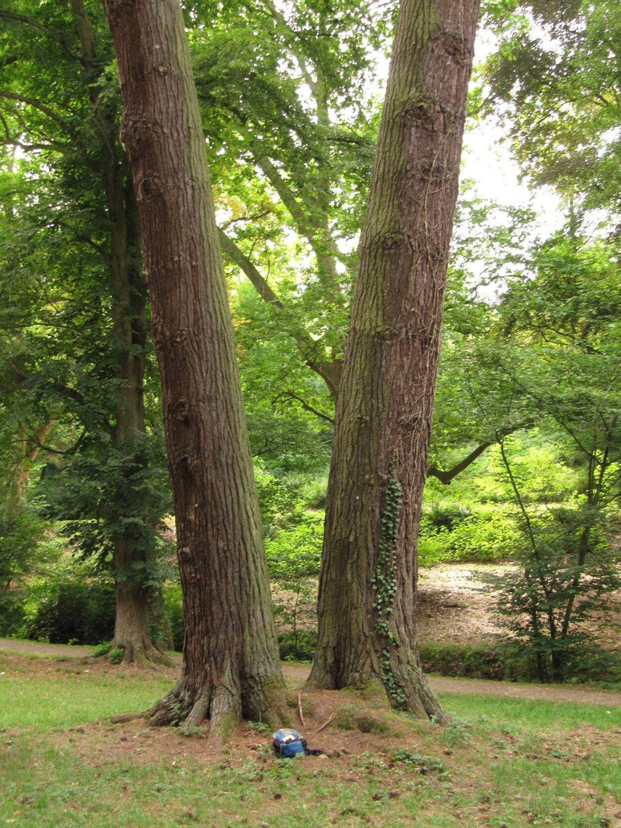Pinus strobus - Boppard - 2022