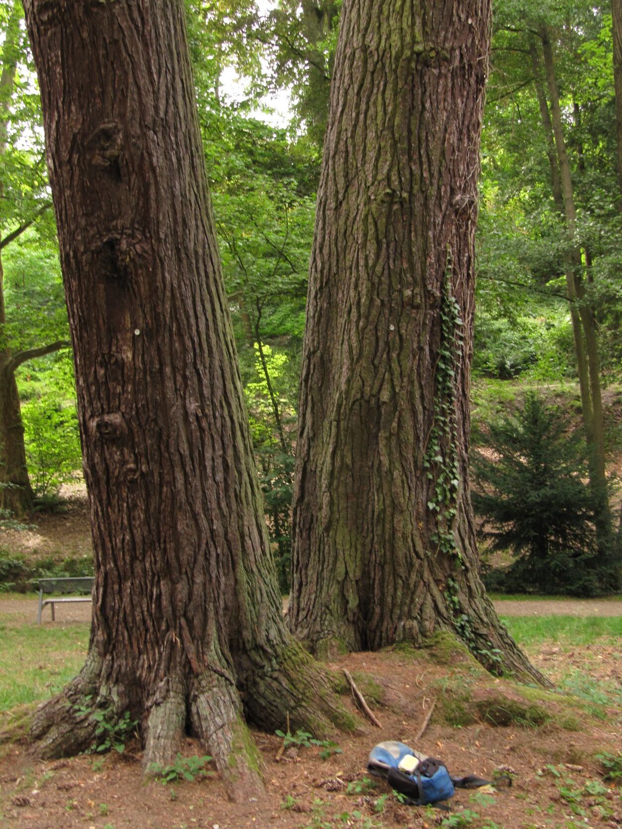 Pinus strobus - Boppard - 2022