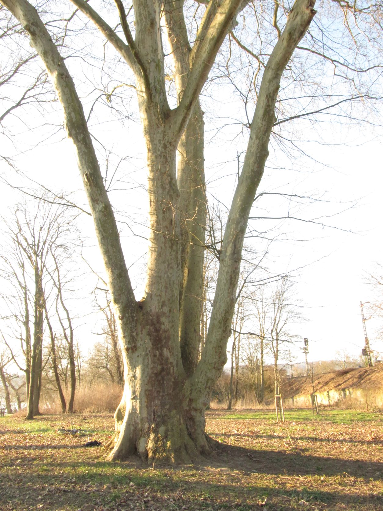 × hispanica Platanus