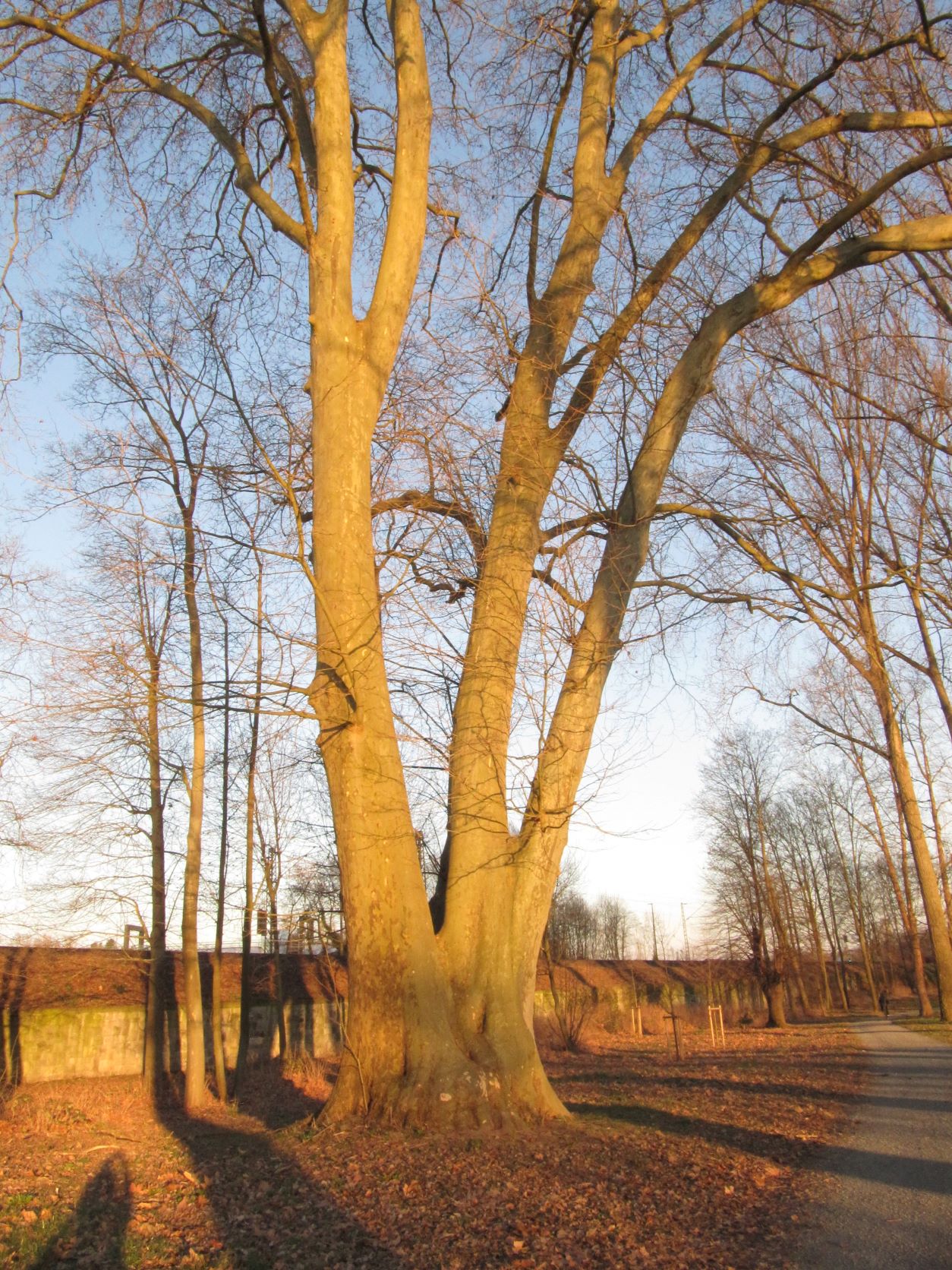 Platanus × hispanica - Neuwied - März 2022