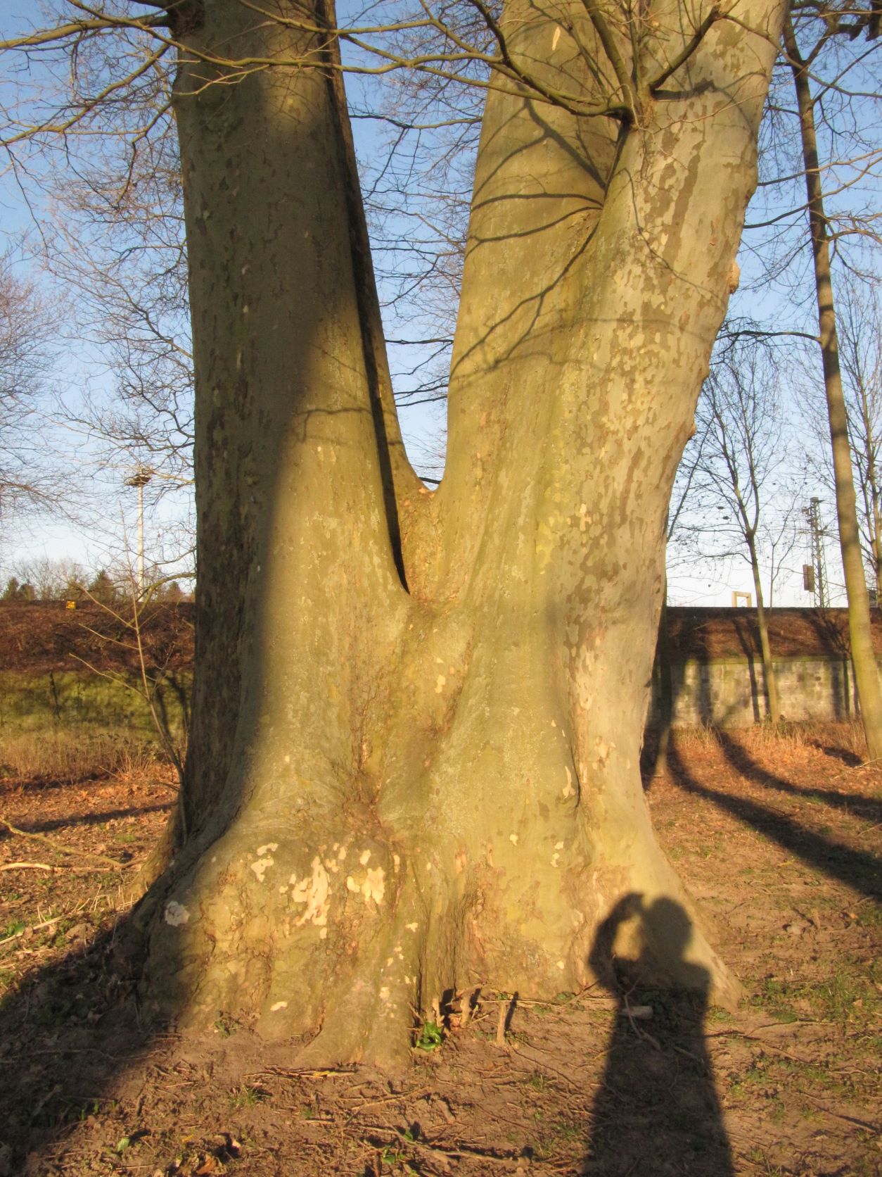 Platanus × hispanica - Neuwied - März 2022