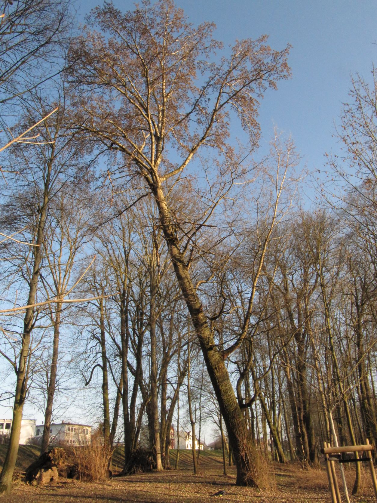alba Populus