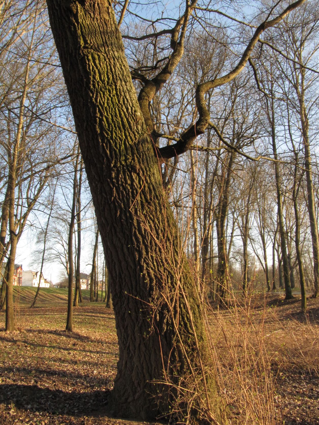 Populus alba - Neuwied - März 2022