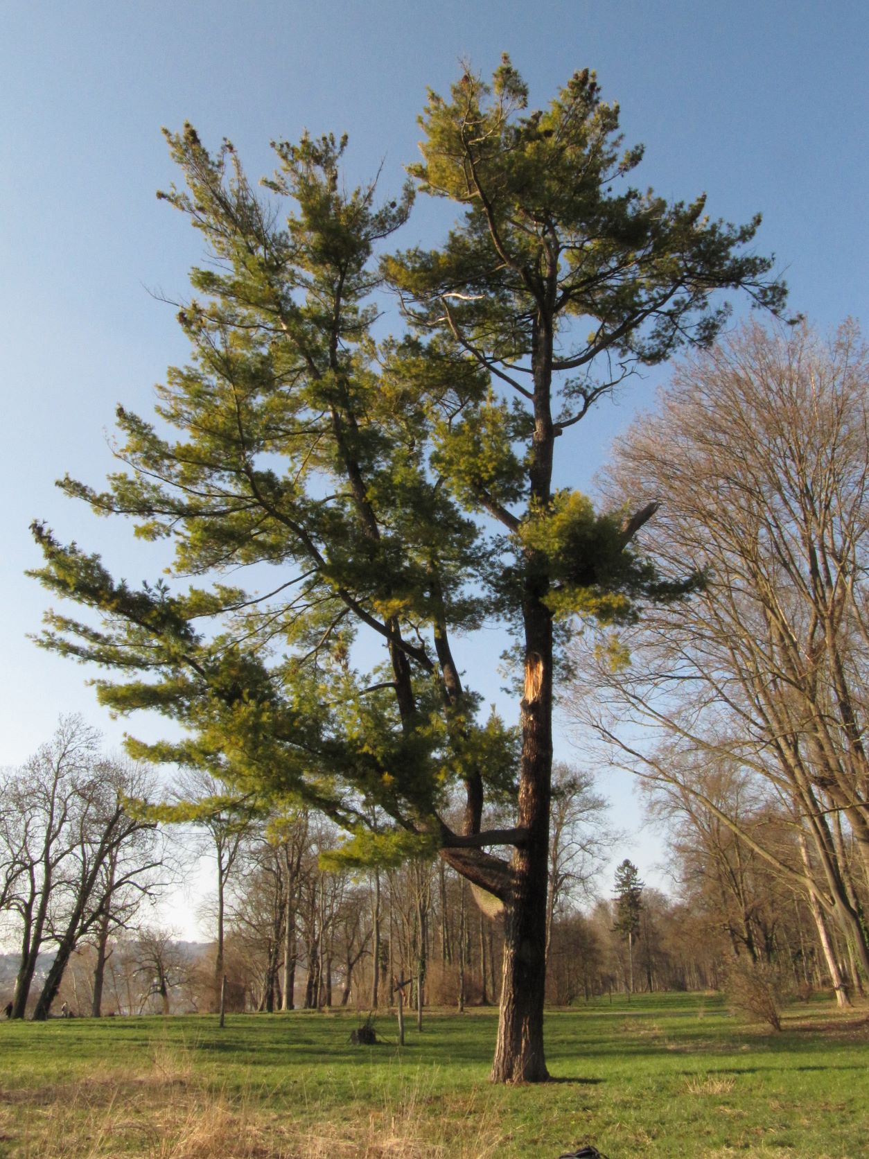 Pinus strobus