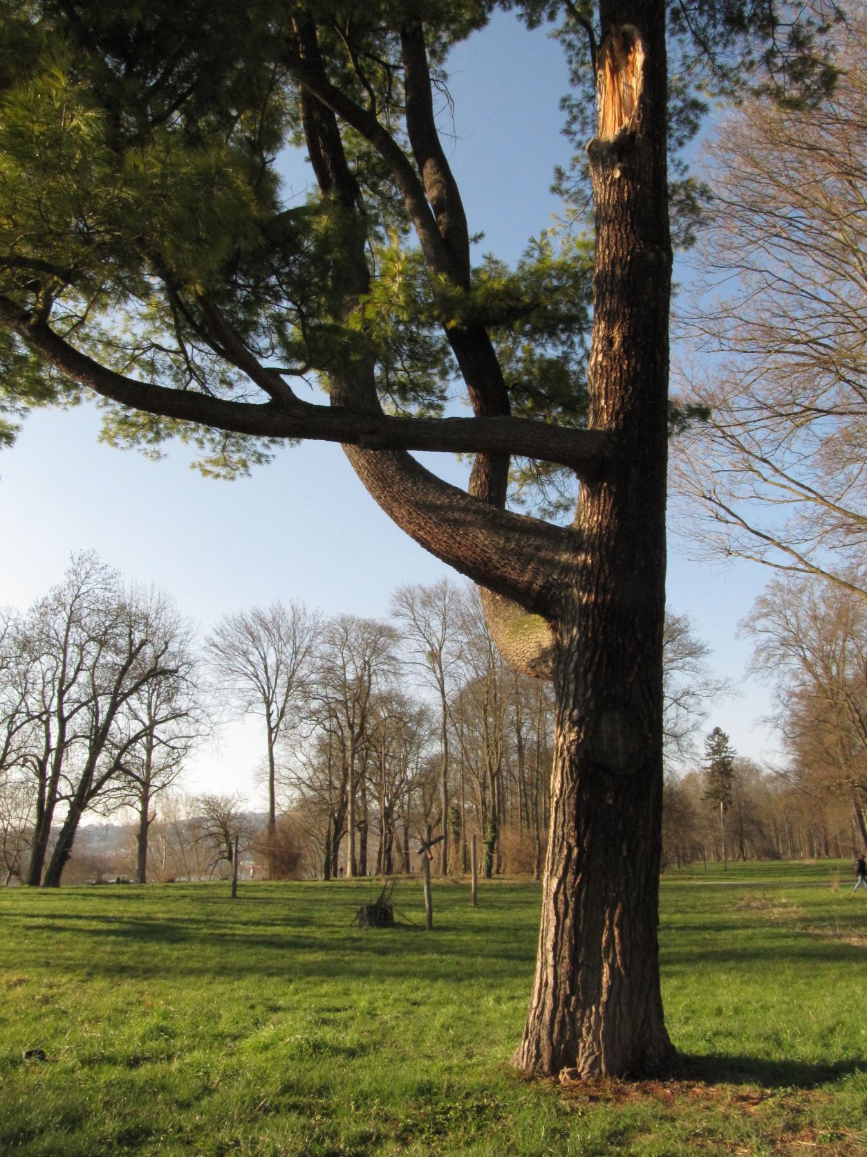 Pinus strobus - Neuwied - März 2022