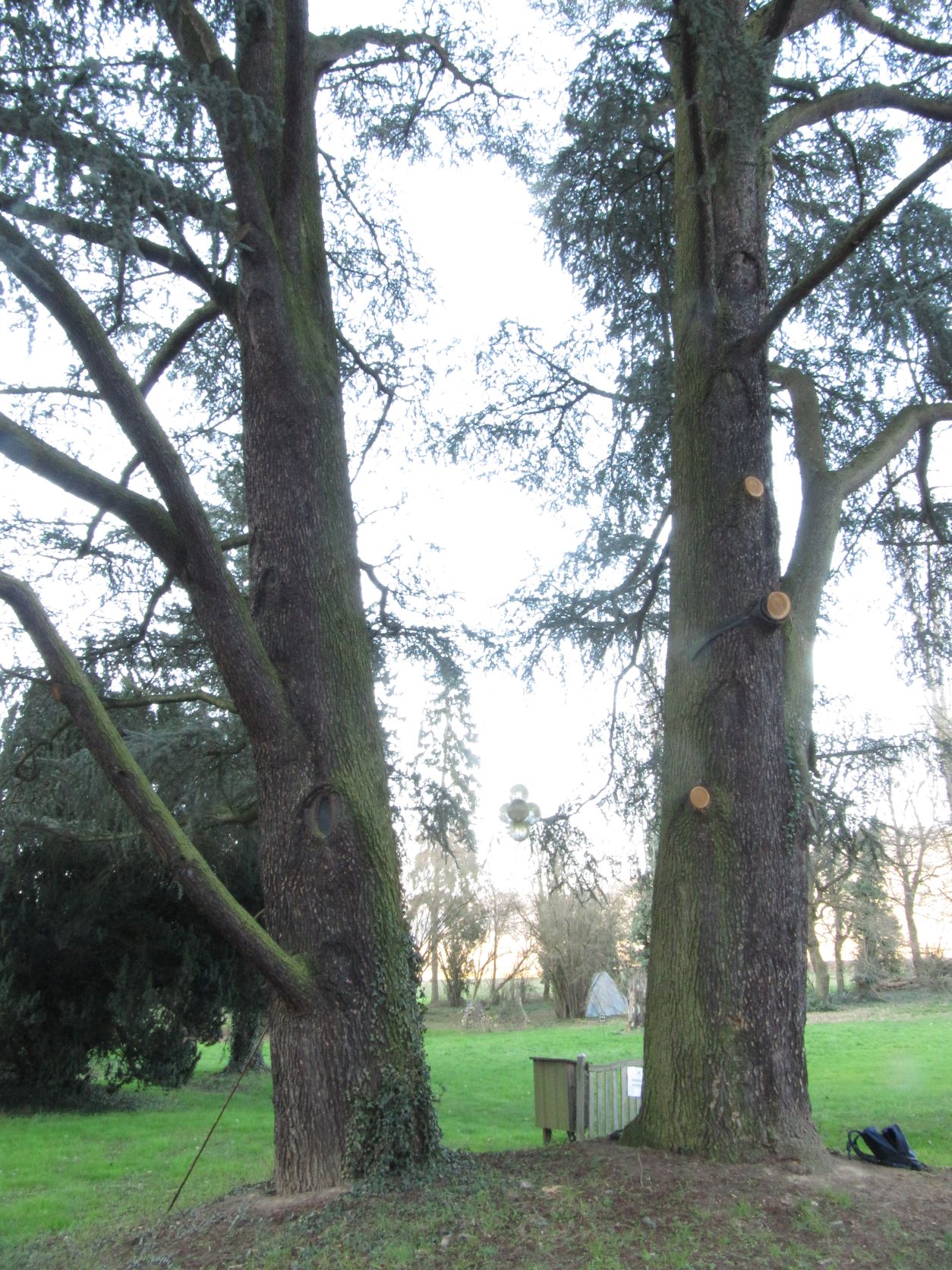 Cedrus atlantica 'Glauca' - Namedy - 2022