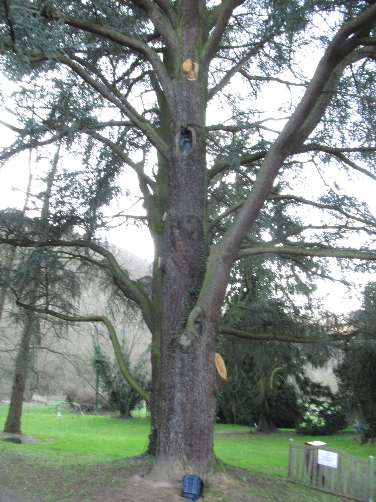 Cedrus atlantica 'Glauca' - Namedy - 2022