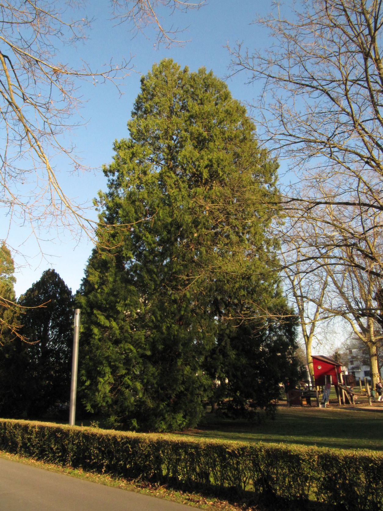 Thuja plicata - Bad Breisig - 2022
