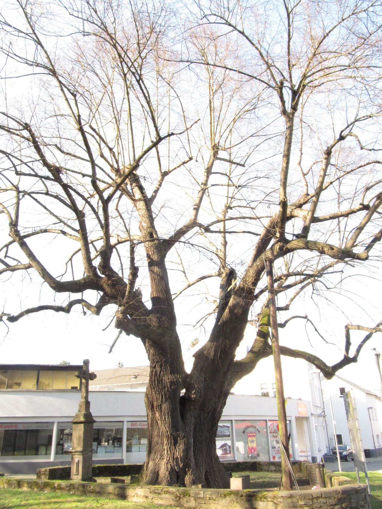 Tilia platyphyllos - Sinzig - März 2022