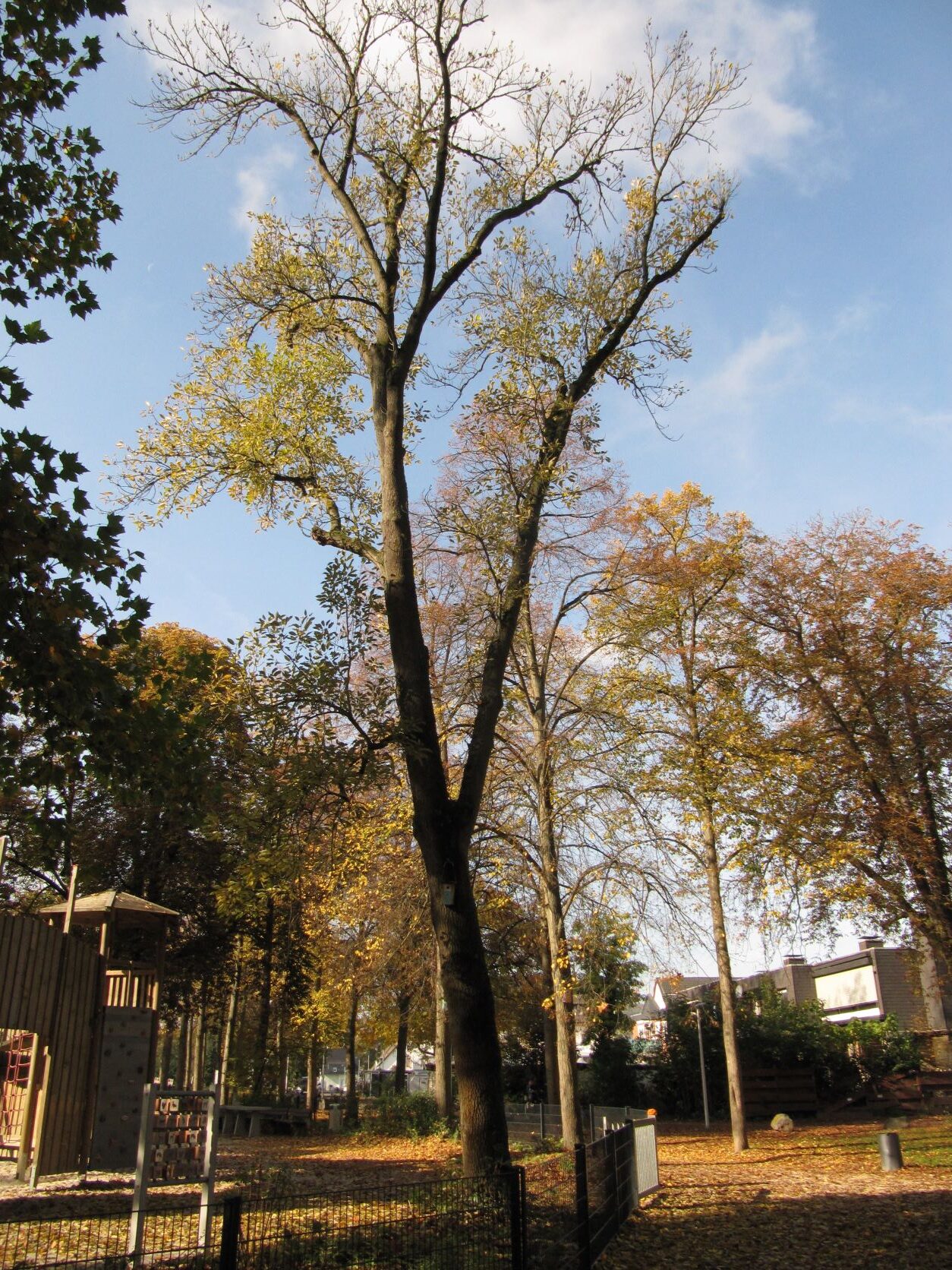 Fraxinus exc. 'Diversifolia' - Bad Neuenahr - Okt.2022