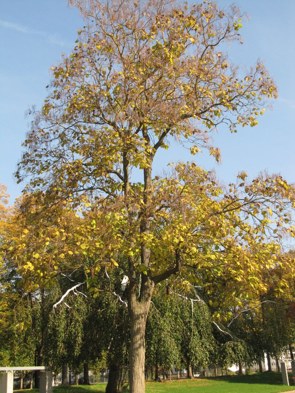 Catalpa ovata - Bad Neuenahr - Oktober 2022