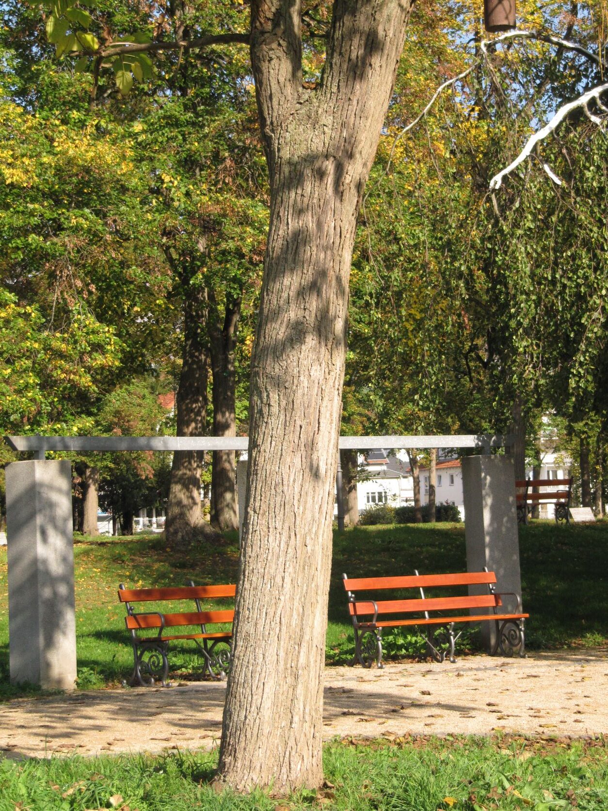 Catalpa ovata - Bad Neuenahr - Oktober 2022