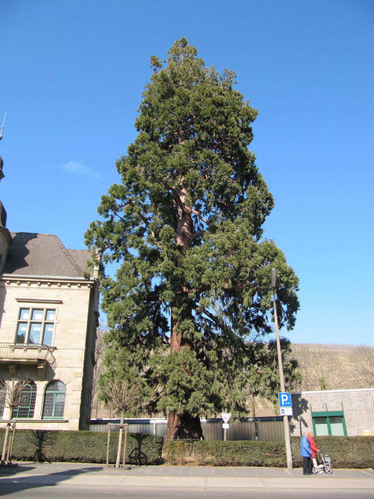 Sequoiadendron giganteum - Ahrweiler - 2022