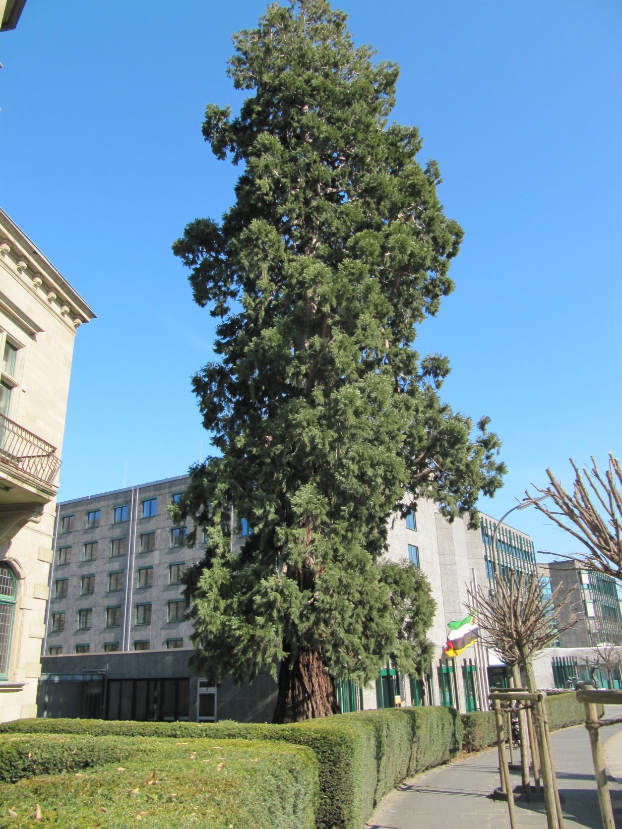 Sequoiadendron giganteum - Ahrweiler - 2022