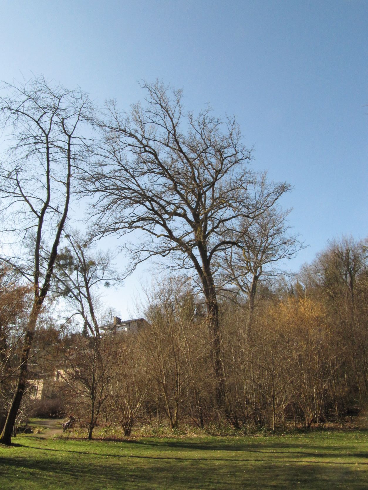 cerris Quercus