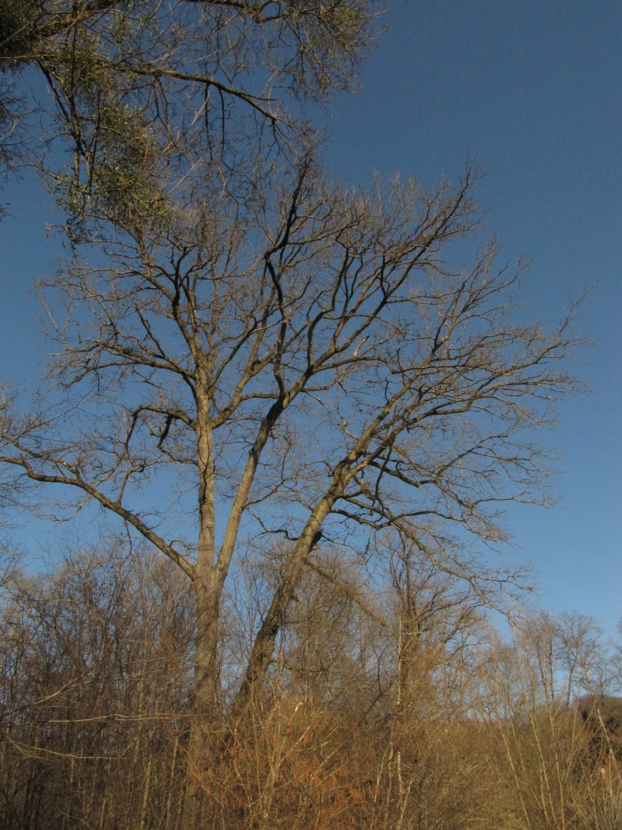 Quercus cerris - Sayn - 2022