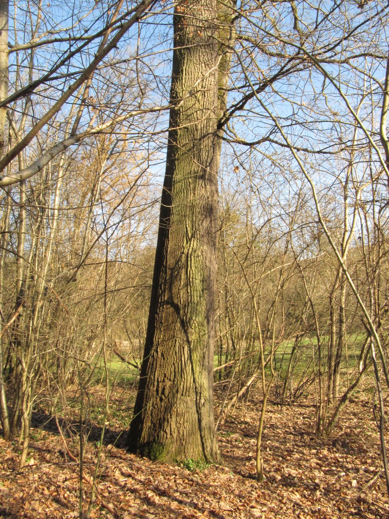 Quercus cerris - Sayn - 2022