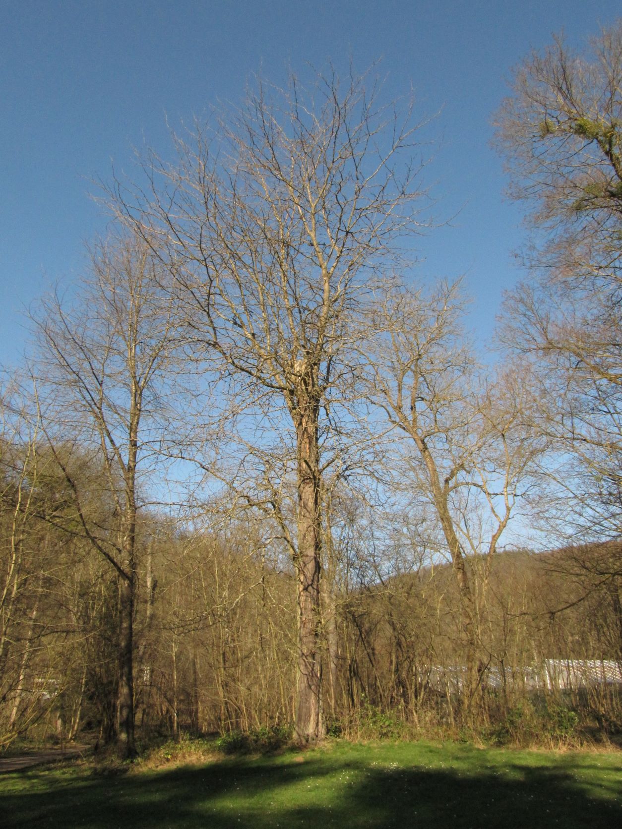 Gleditsia triacanthos