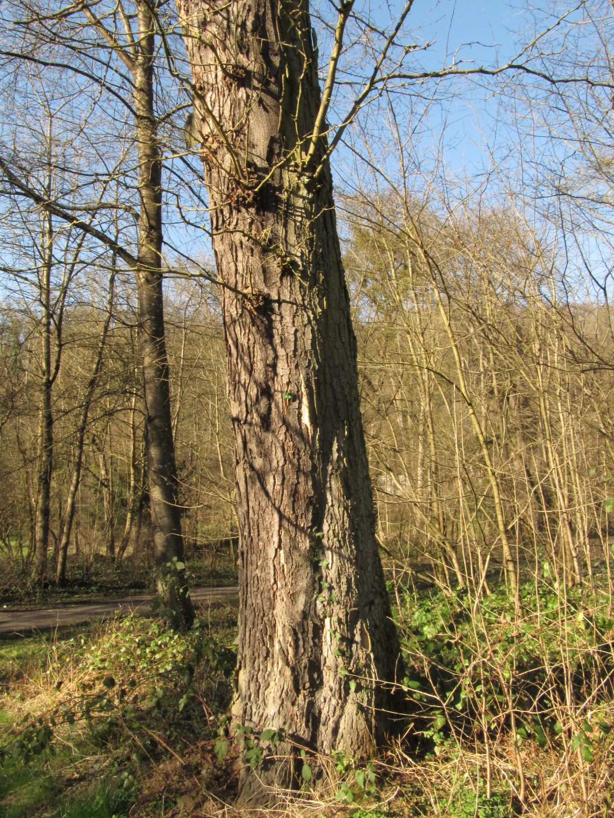 Gleditsia triacanthos - Sayn - März 2022