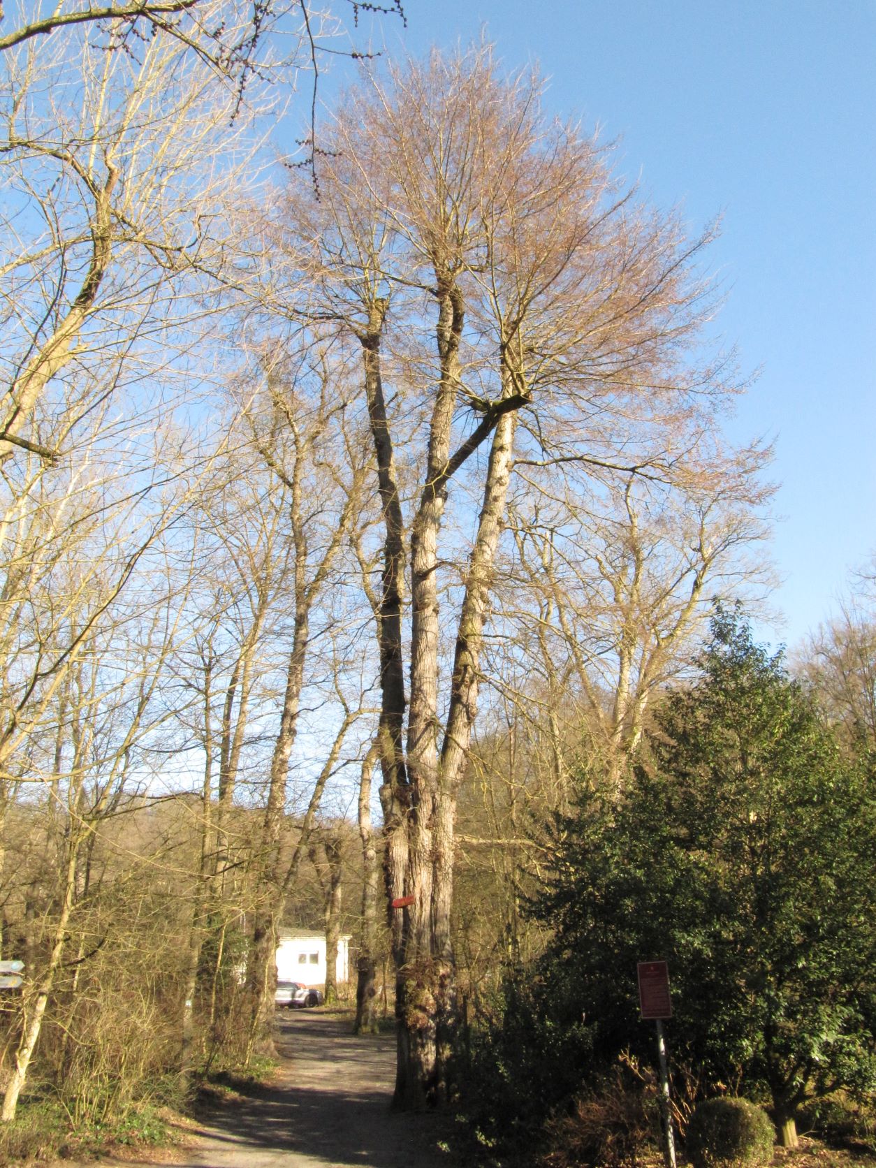 laevis Ulmus