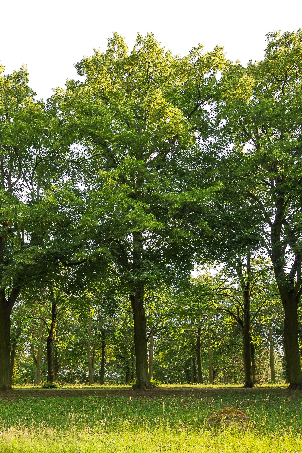 × euchlora Tilia