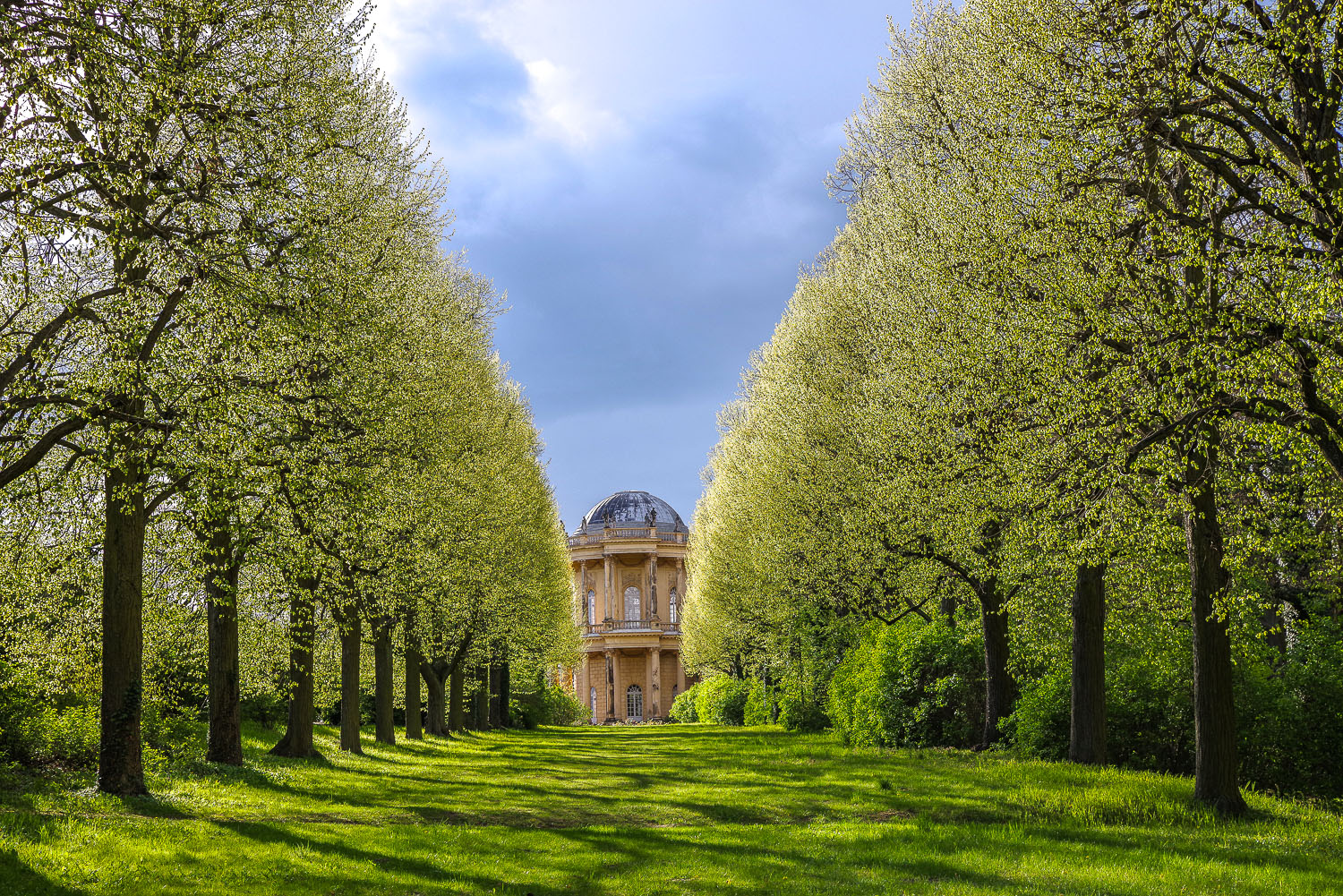 Tilia × euchlora - Potsdam - Juni 2019