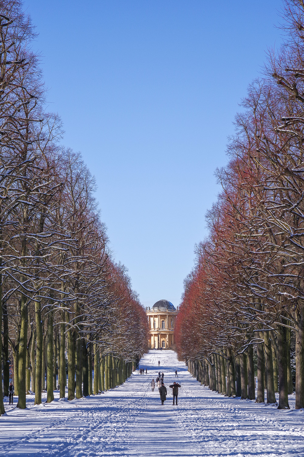 Tilia × euchlora - Potsdam - Febr. 2021