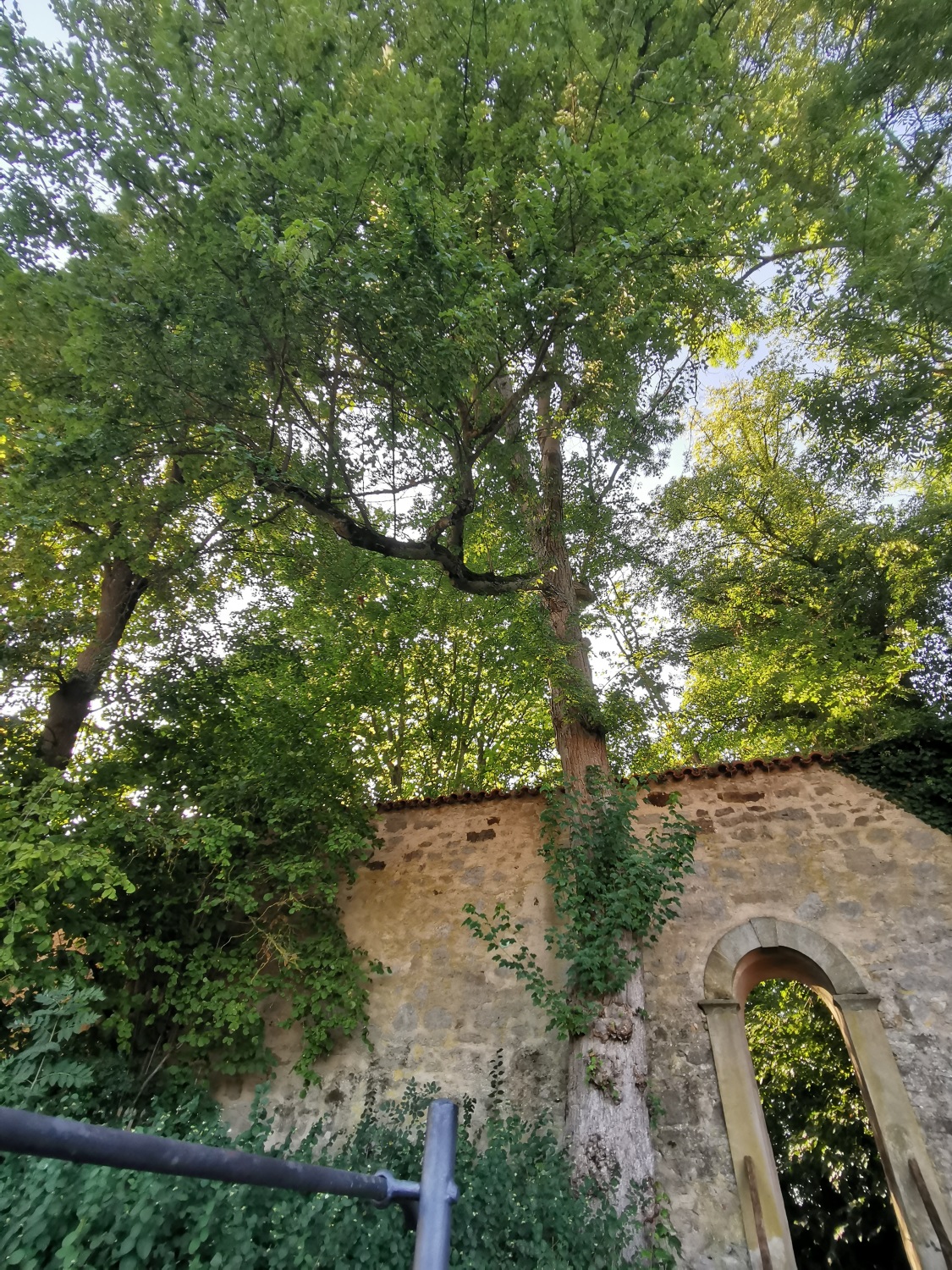 Acer rubrum - Dinkelsbühl - August 2024