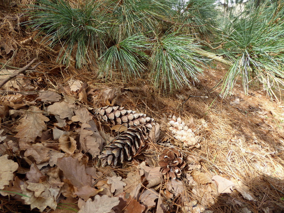 Pinus monticola - Tharandt - April 2016