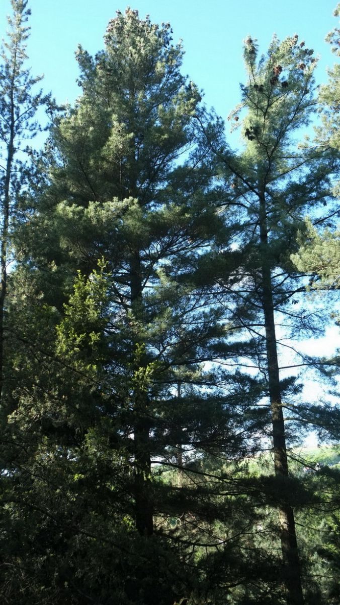 Pinus monticola - Tharandt - Mai 2014