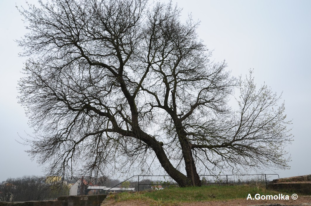 Acer monspessulanum - Februar 2012