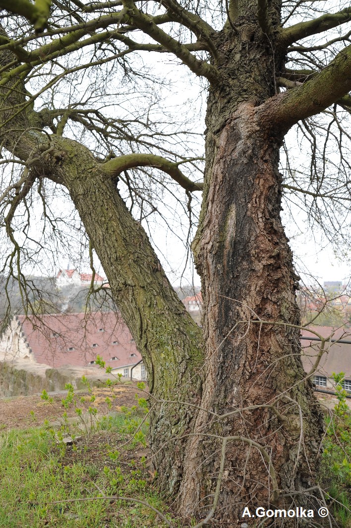 Acer monspessulanum - Februar 2012