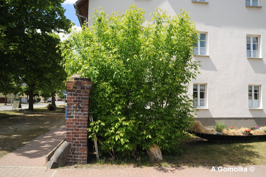 Eschenahorn - Raddusch - Mai 2013