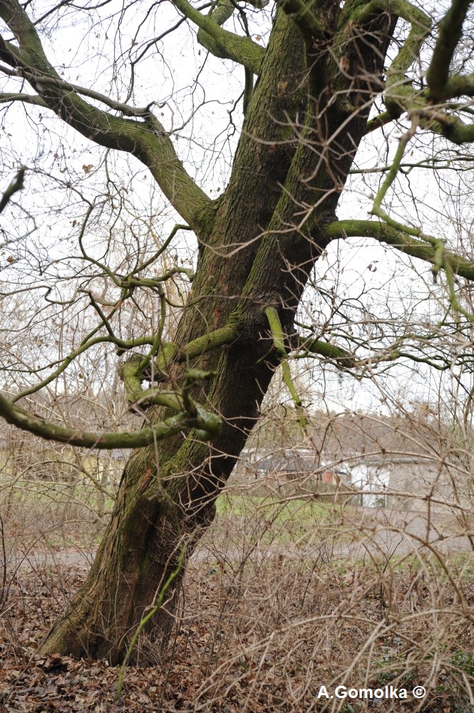 Acer opalus subsp. opalus - Schillerpark - Dezember 2012