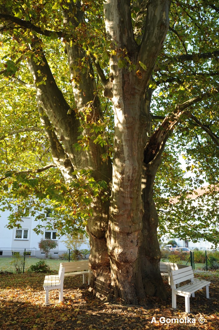 Platane - Forst - Oktober 2011