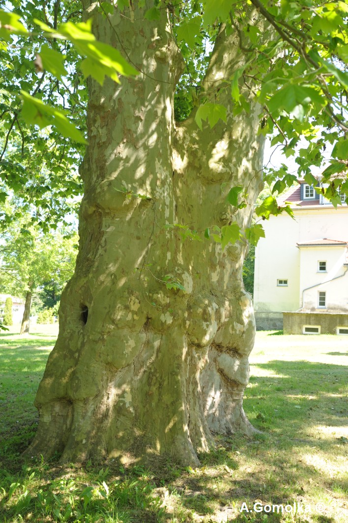 Platanus × hispanica - Sommersdorf - Juni 2010