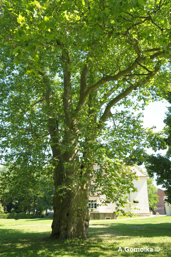 Platanus × hispanica - Sommersdorf - Juni 2010