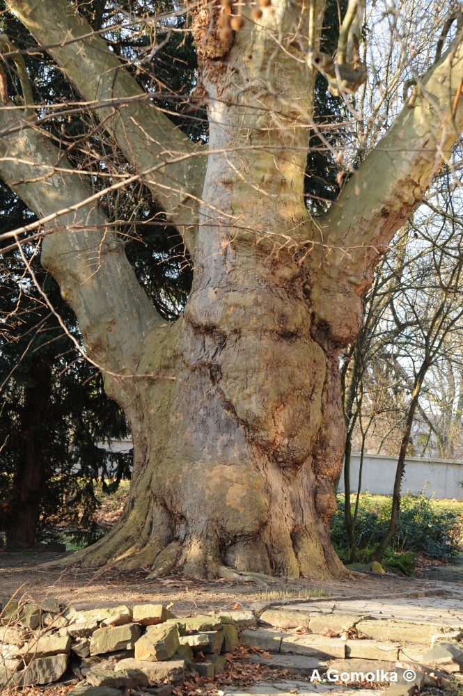 Platane - Wasserstadt - Februar 2012