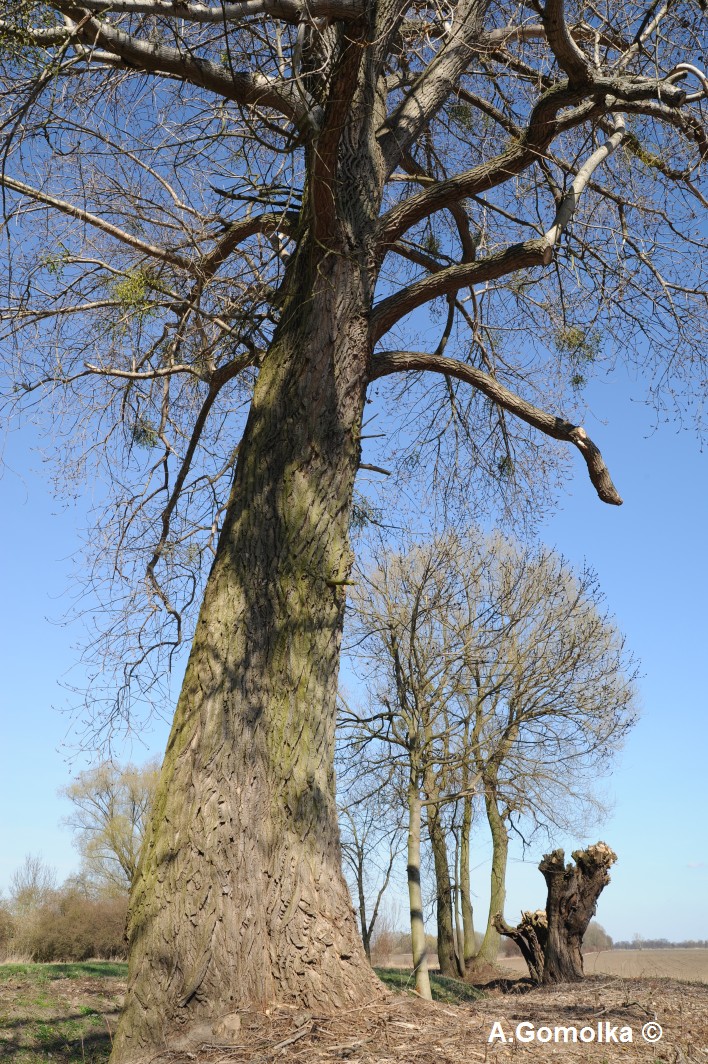 Hybrid-Pappel - Dolgelin - März 2012