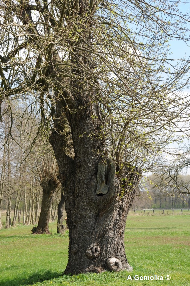 Birnbaum - Egsdorf - April 2012