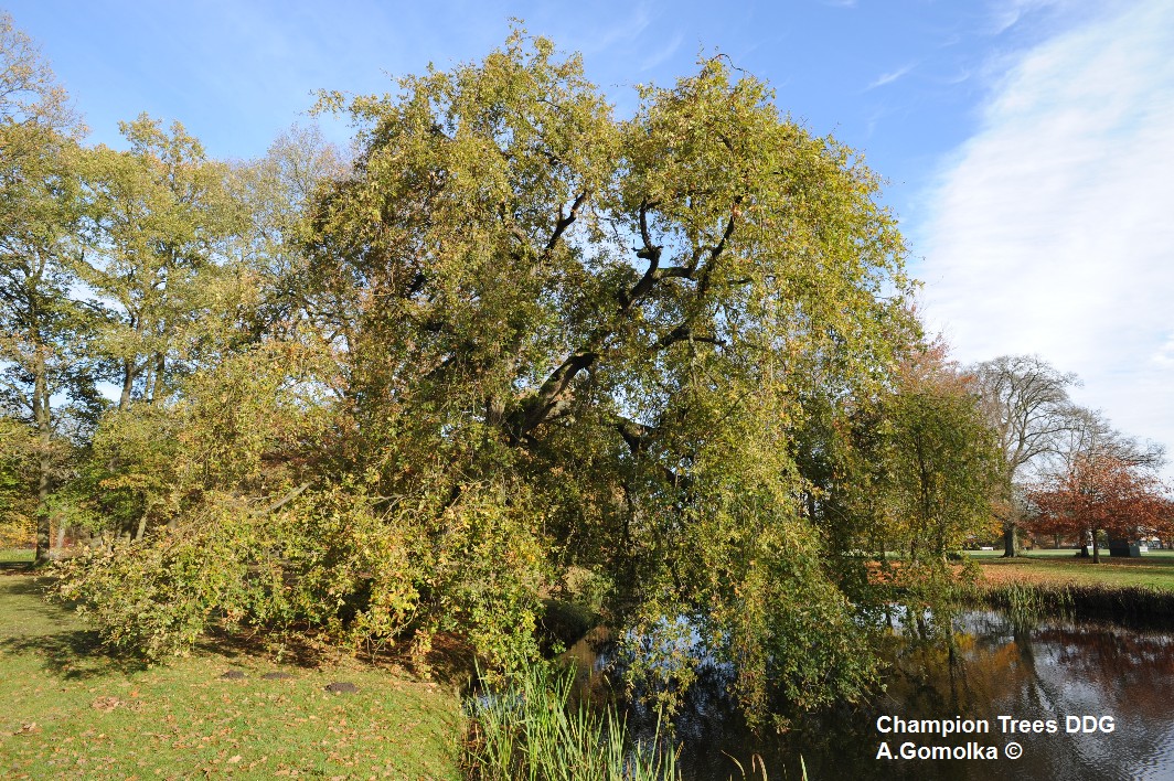 Quercus robur 'Pendula' - Ludwigslust - 2012