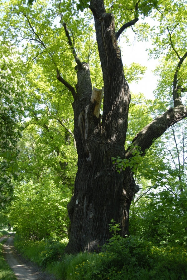 Quercus robur - Dicke Eiche Krügersdorf - 2008