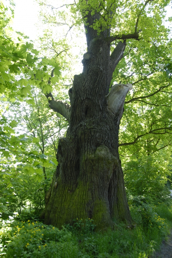 Quercus robur - Krügersdorf - 2008
