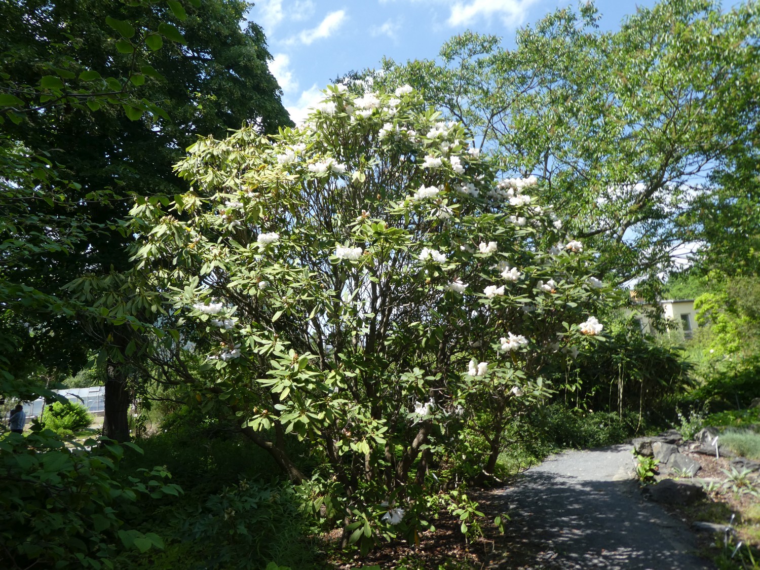 Rhododendron fortunei - Dresden - 2017