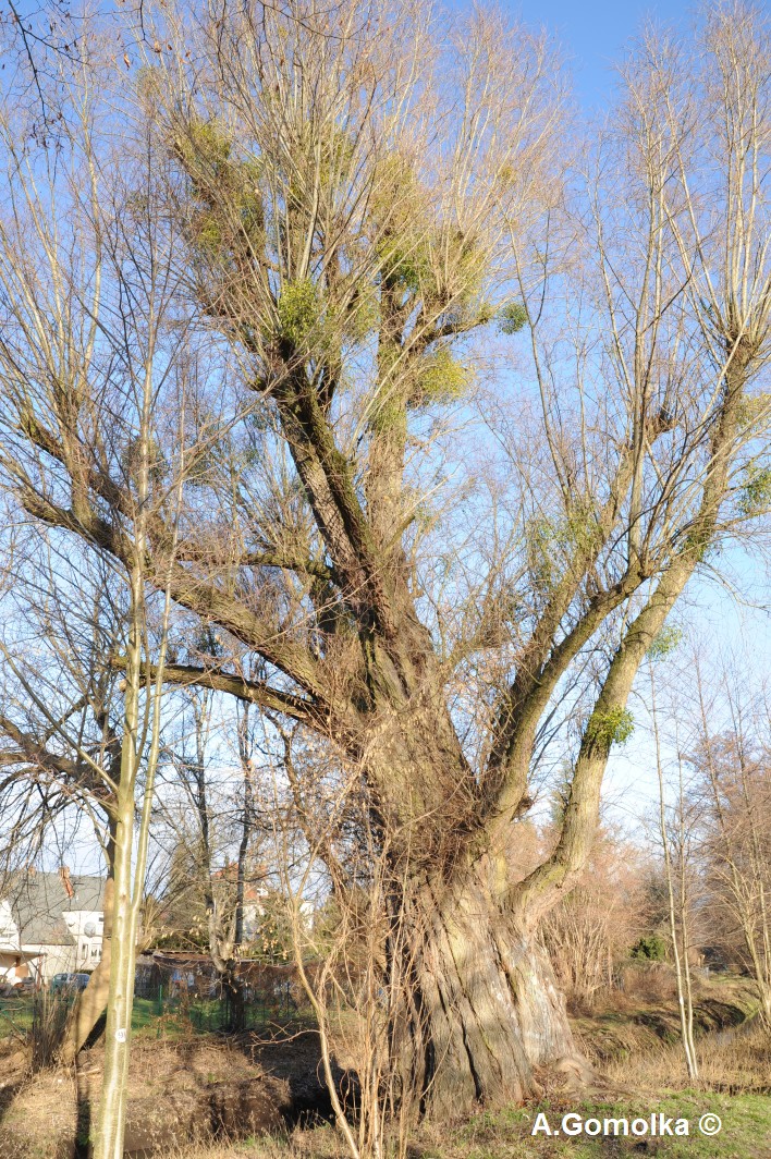 Silberweide - Falkensee - Winter 2012